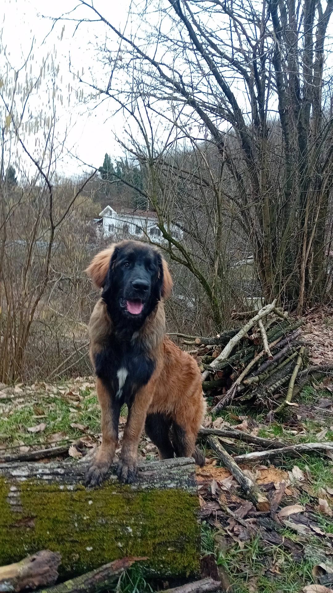 Allenamento con cane e proprietario